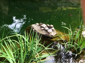 Turtles sunning themselves on the lake rocks at Hong Kong Park.