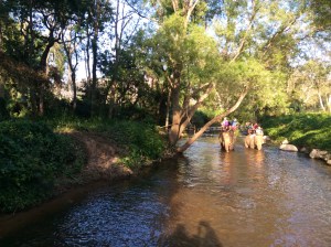Grandma on an elephant in Thailand (at a animal friendly certified resort).